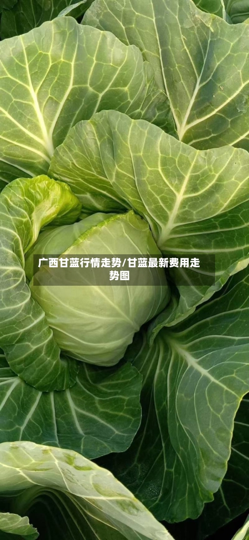 广西甘蓝行情走势/甘蓝最新费用走势图