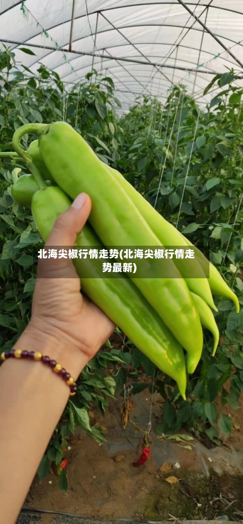 北海尖椒行情走势(北海尖椒行情走势最新)