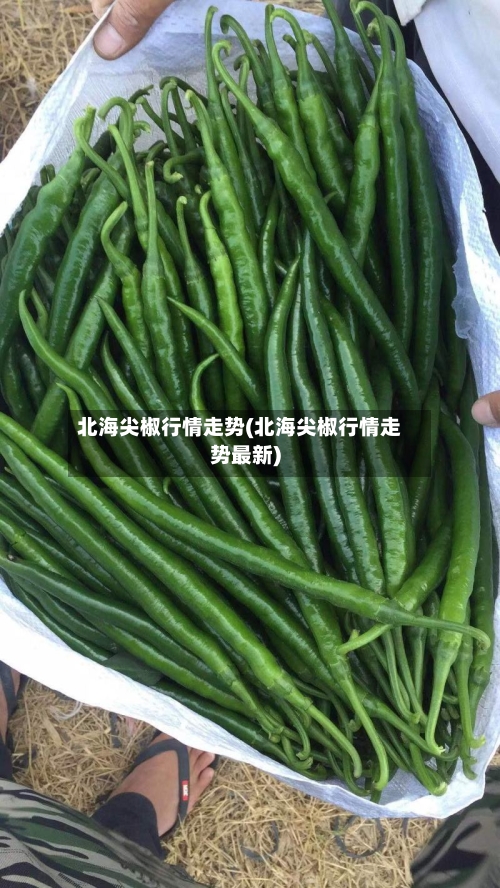 北海尖椒行情走势(北海尖椒行情走势最新)