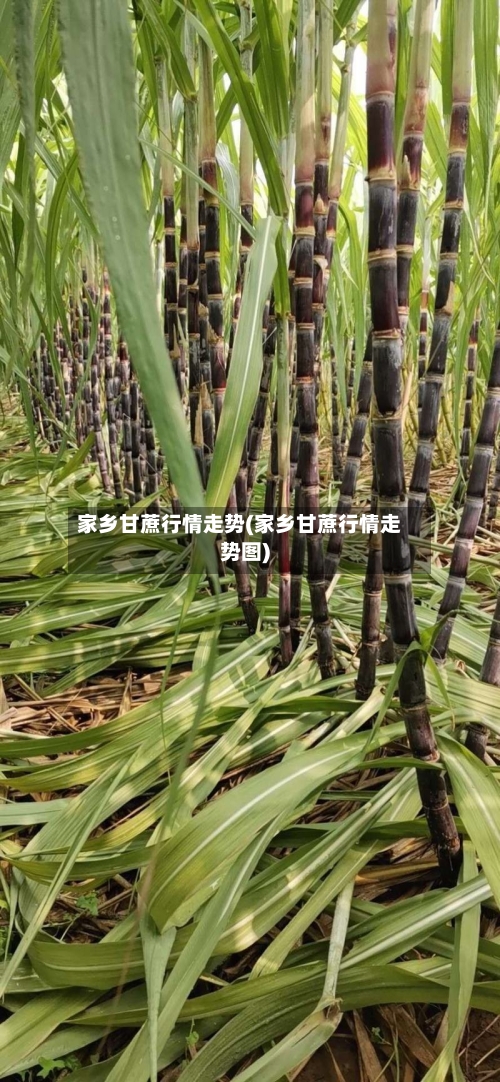 家乡甘蔗行情走势(家乡甘蔗行情走势图)