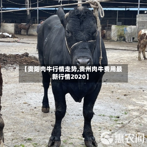 【贵阳肉牛行情走势,贵州肉牛费用最新行情2020】