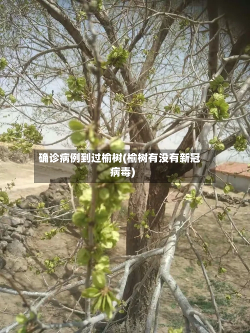 确诊病例到过榆树(榆树有没有新冠病毒)