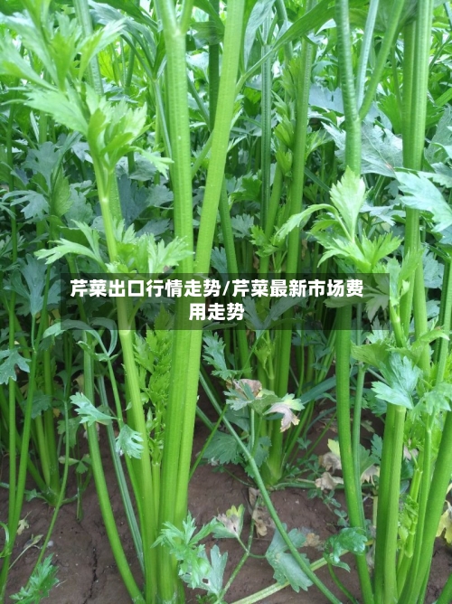 芹菜出口行情走势/芹菜最新市场费用走势