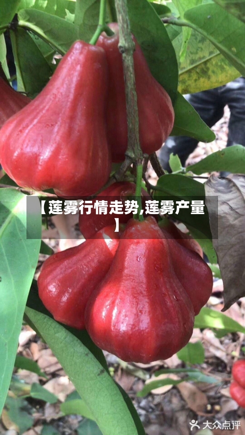 【莲雾行情走势,莲雾产量】