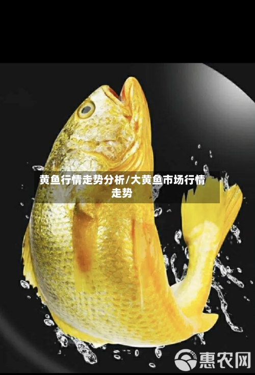 黄鱼行情走势分析/大黄鱼市场行情走势
