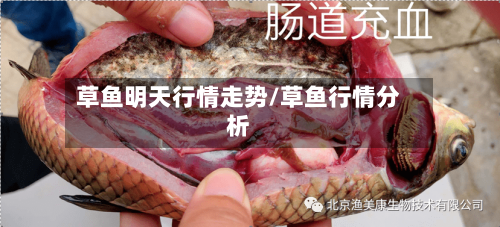 草鱼明天行情走势/草鱼行情分析