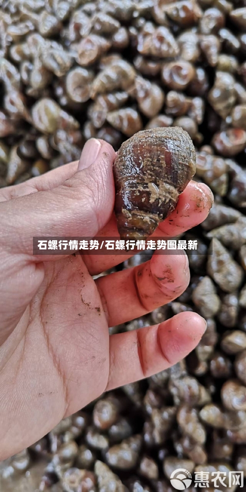 石螺行情走势/石螺行情走势图最新