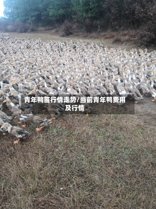 青年鸭苗行情走势/当前青年鸭费用及行情