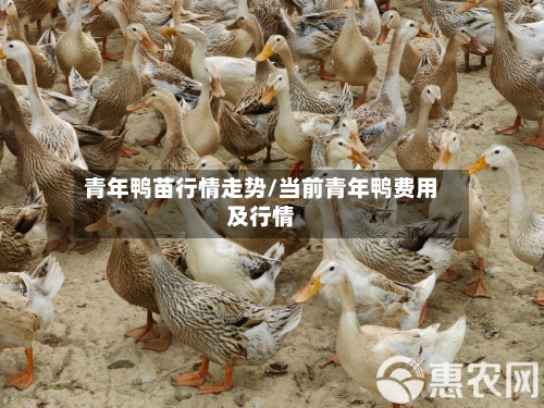 青年鸭苗行情走势/当前青年鸭费用及行情