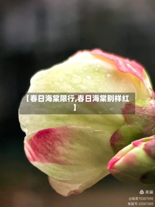 【春日海棠限行,春日海棠别样红】