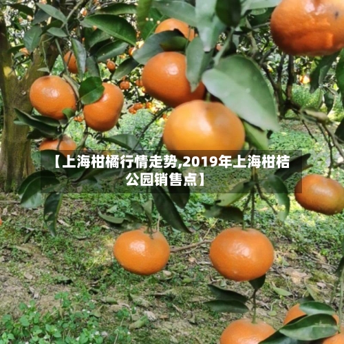 【上海柑橘行情走势,2019年上海柑桔公园销售点】