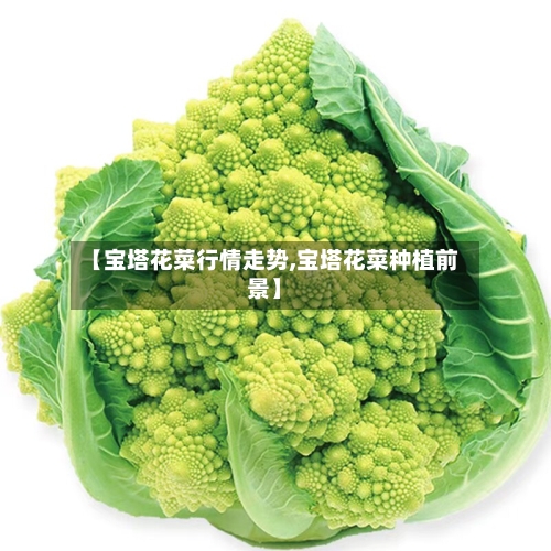 【宝塔花菜行情走势,宝塔花菜种植前景】