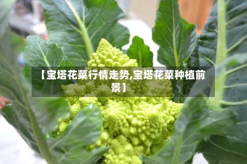 【宝塔花菜行情走势,宝塔花菜种植前景】