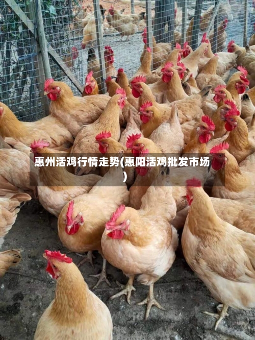 惠州活鸡行情走势(惠阳活鸡批发市场)
