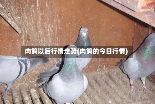 肉鸽以后行情走势(肉鸽的今日行情)