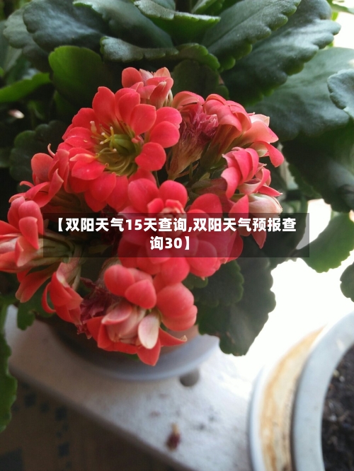【双阳天气15天查询,双阳天气预报查询30】