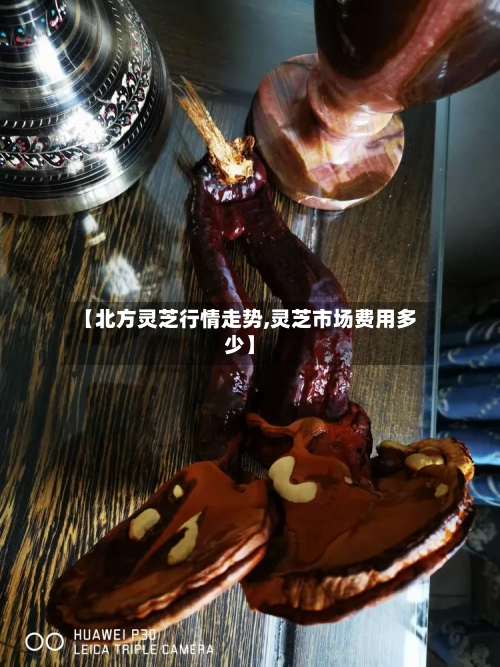 【北方灵芝行情走势,灵芝市场费用多少】