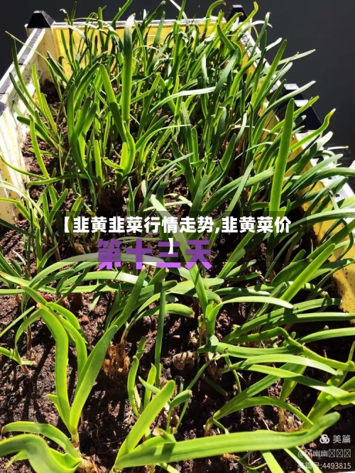 【韭黄韭菜行情走势,韭黄菜价】