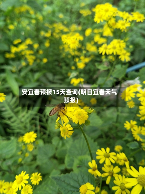 安宜春预报15天查询(明日宜春天气预报)