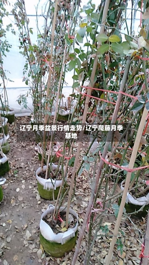 辽宁月季盆景行情走势/辽宁爬藤月季基地