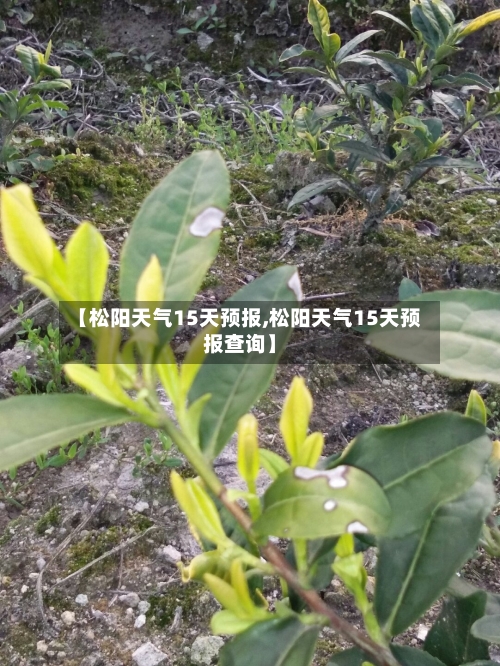 【松阳天气15天预报,松阳天气15天预报查询】