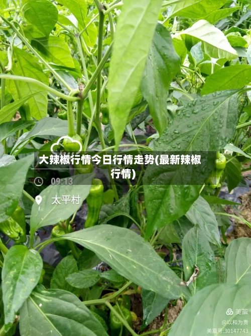 大辣椒行情今日行情走势(最新辣椒行情)