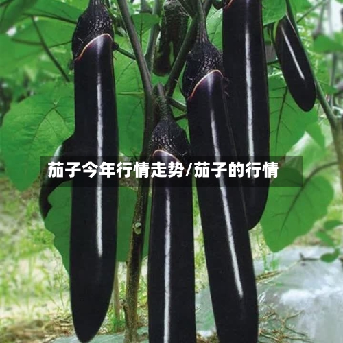 茄子今年行情走势/茄子的行情