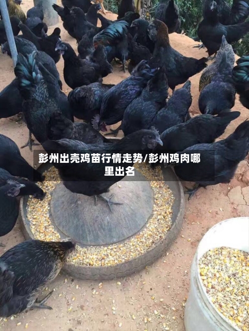 彭州出壳鸡苗行情走势/彭州鸡肉哪里出名