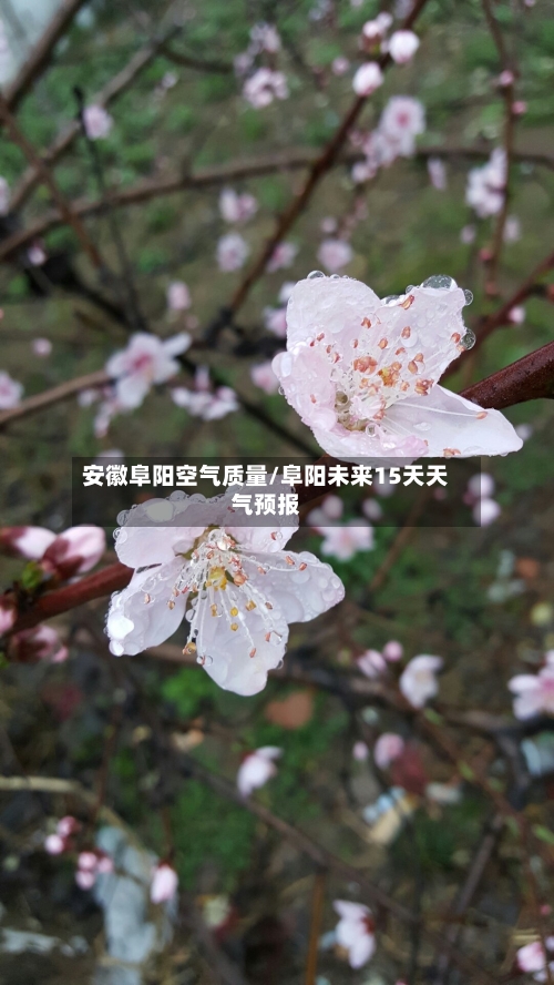 安徽阜阳空气质量/阜阳未来15天天气预报