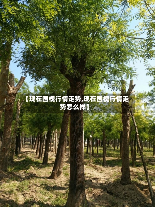 【现在国槐行情走势,现在国槐行情走势怎么样】