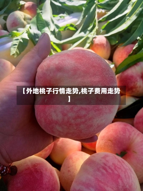 【外地桃子行情走势,桃子费用走势】