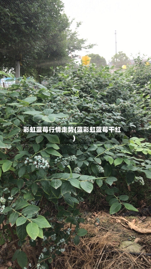 彩虹蓝莓行情走势(蓝彩虹蓝莓干红)