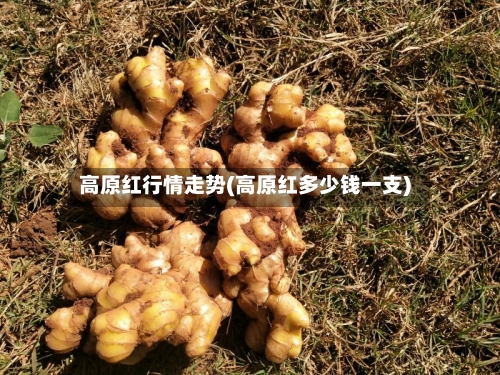 高原红行情走势(高原红多少钱一支)