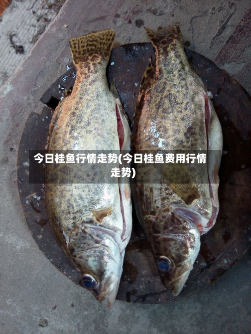 今日桂鱼行情走势(今日桂鱼费用行情走势)