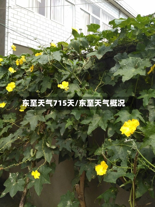 东至天气715天/东至天气概况
