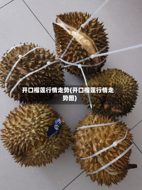 开口榴莲行情走势(开口榴莲行情走势图)