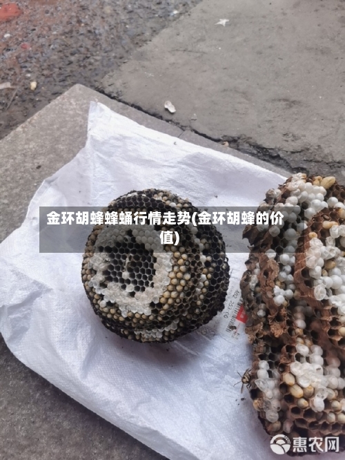金环胡蜂蜂蛹行情走势(金环胡蜂的价值)