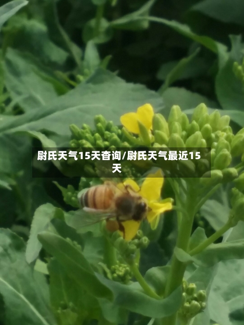 尉氏天气15天杳询/尉氏天气最近15天