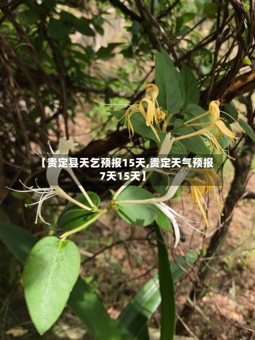 【贵定县天乞预报15天,贵定天气预报7天15天】