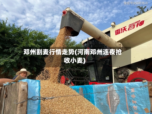 邓州割麦行情走势(河南邓州连夜抢收小麦)
