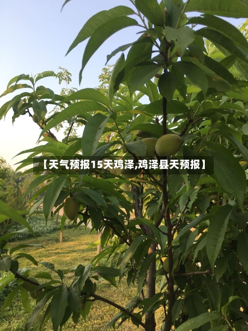 【天气预报15天鸡泽,鸡泽县天预报】