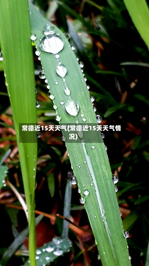 常德近15天天气(常德近15天天气情况)