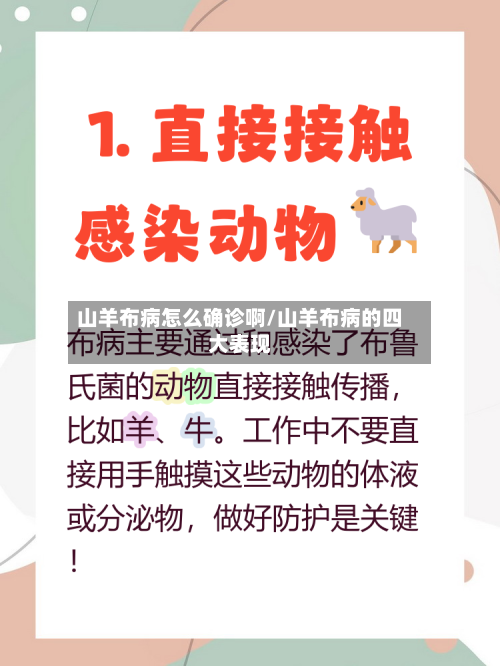 山羊布病怎么确诊啊/山羊布病的四大表现