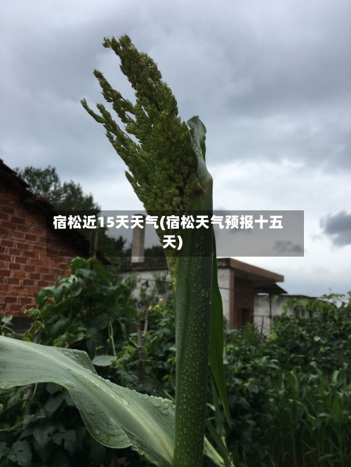宿松近15天天气(宿松天气预报十五天)