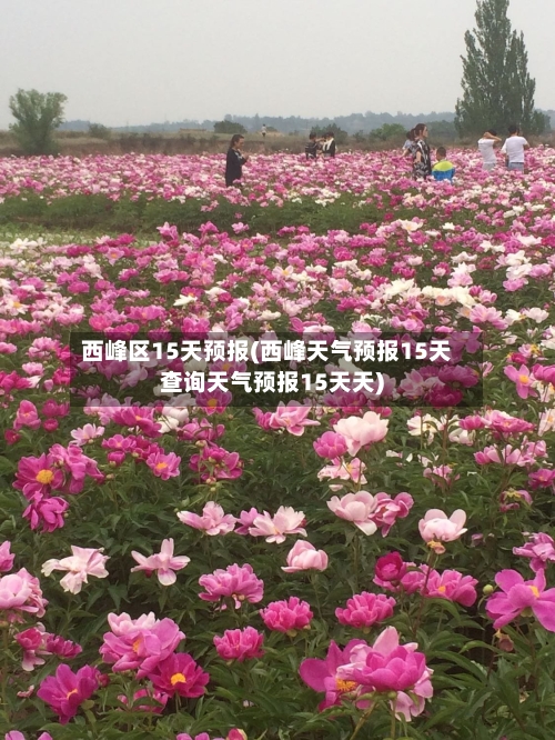 西峰区15天预报(西峰天气预报15天查询天气预报15天天)