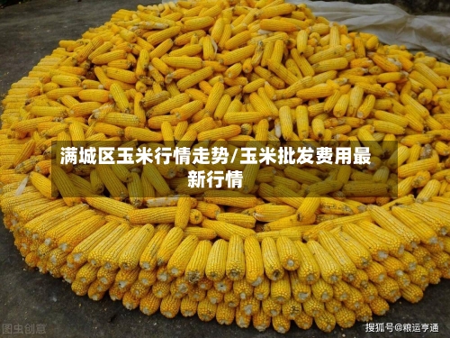 满城区玉米行情走势/玉米批发费用最新行情