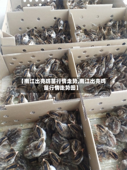 【南江出壳鸡苗行情走势,南江出壳鸡苗行情走势图】