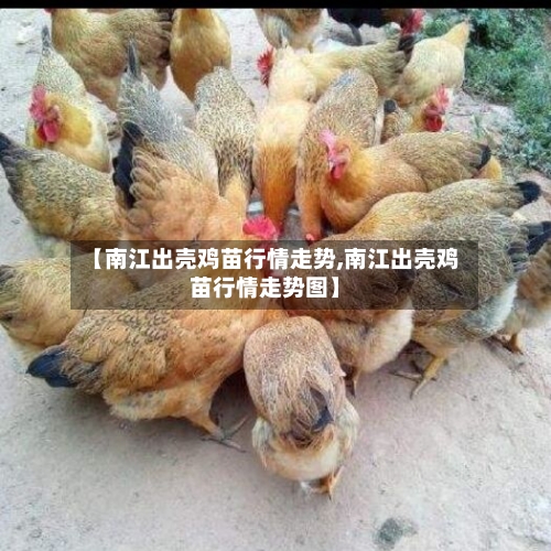 【南江出壳鸡苗行情走势,南江出壳鸡苗行情走势图】