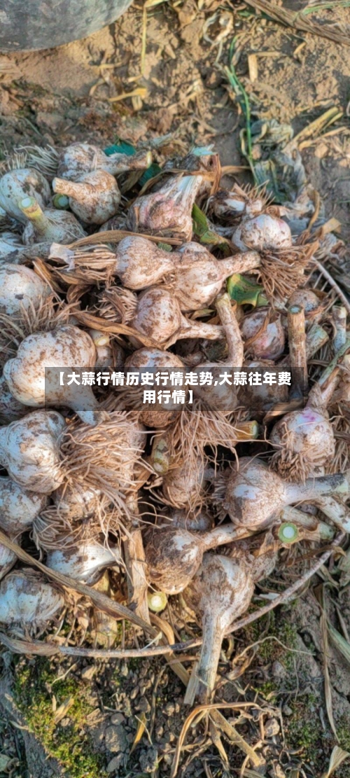 【大蒜行情历史行情走势,大蒜往年费用行情】
