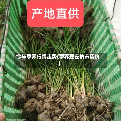 今年荸荠行情走势(荸荠现在的市场价)